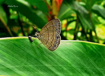 Insectos
