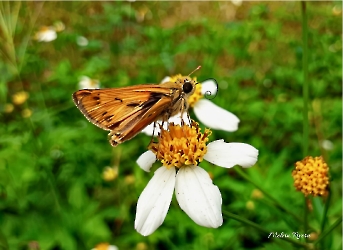 Insectos
