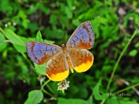 Hypophylla sudias