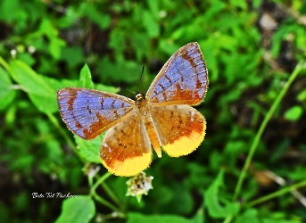 Hypophylla sudias