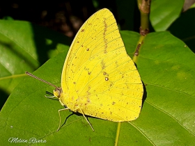 Large Orange Sulphur-Phoebis agarithe