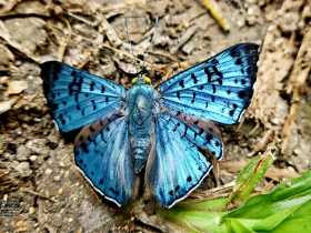 Lasaia agesilas-Black-patched-Bluemark