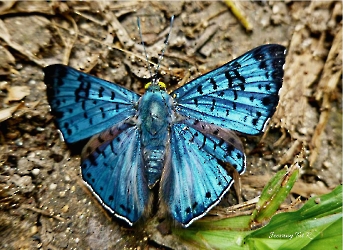 Lasaia agesilas
