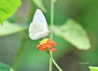 Mariposa Blanca Gigante-Glutophrissa drusilla