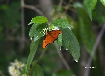 Mariposa Julia- Dryas iulia