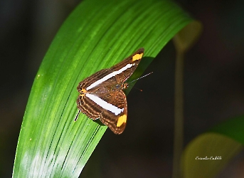 Mariposa Monjita Vasilona - Adelpha basiloides