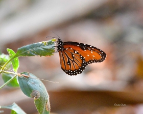 mariposa reina