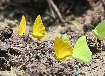 Mariposas Azufres