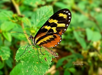 Insectos