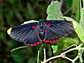 Melanis pixie sanguinea