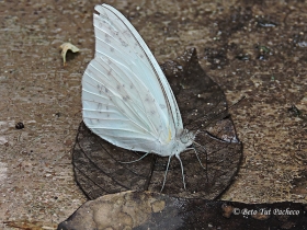 Melete polyhymnia