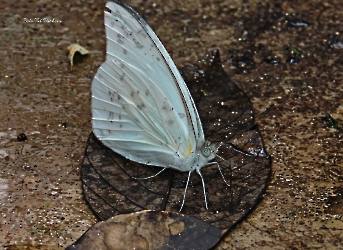Glutophrissa drusilla
