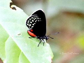 Mexican cycadian