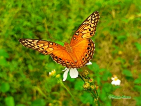 Mexican Fritillary-Euptoieta hegesia