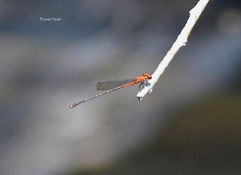 Neoneura amelia