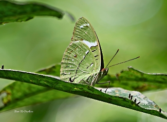 Nessaea aglaura
