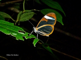 Oleria paula