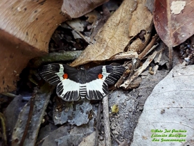 Orange-spotted Skipper