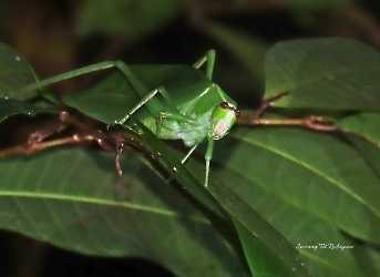 Orophus tessellatus