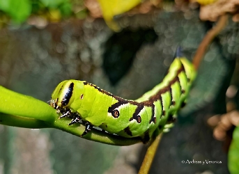 oruga Agrius cingulata