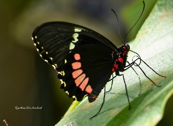 Parides erithalion