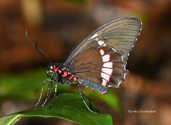 Parides iphidamas