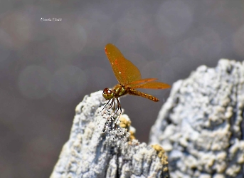 Perithemis domitia