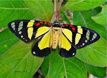 Insectos