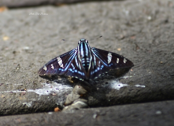 Phocides pigmalion