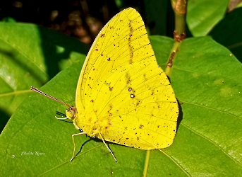 Phoebis agarithe