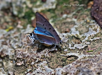 Pseudolycaena damo