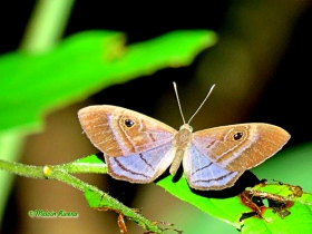 Purple-Washed Eyemark -Mesosemia lamachus