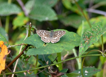 Insectos
