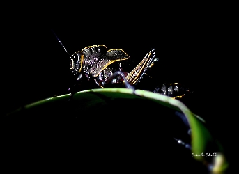 Romalea obscura