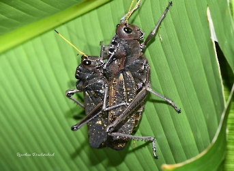Romalea obscura