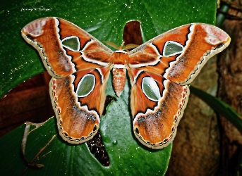 Rothschildia lebeau yucatana