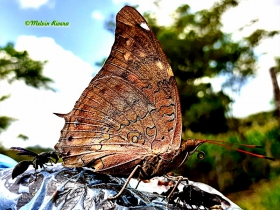 Tailed secropian-Historis acheronata