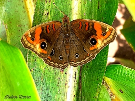 Tropical Buckeye-Junonia genoveva