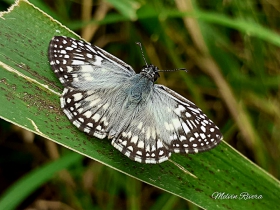 Tropical Checkered-Skipper - Pyrgus oileus