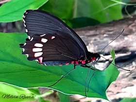 Variable Cattleheart-Parides erithalion