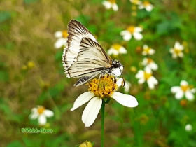 Veined White-Skippe-Heliopetes arsalte