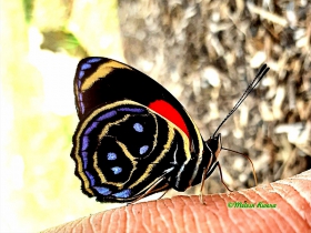 Yellow-rimmed Eighty-eight-Callicore texa titania