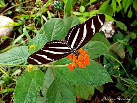 Zebra Heliconian-Heliconius charithonia