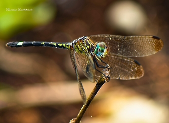 Dythemis nigra