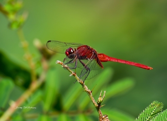 Erythemis mithroides