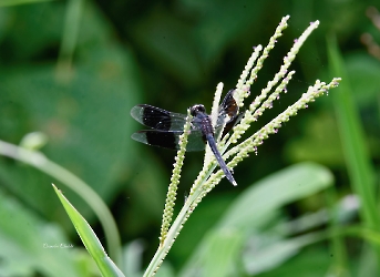 Erythrodiplax umbrata