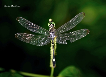 Micrathyria didyma