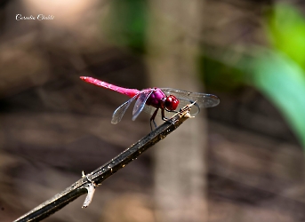 Orthemis discolor