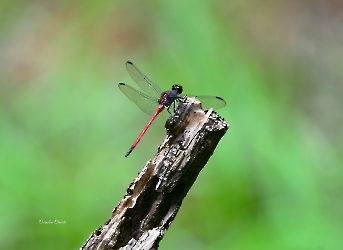 Orthemis levis