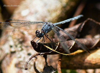 Uracis imbuta